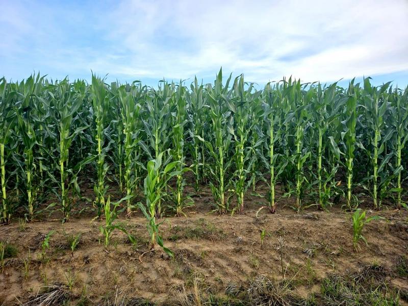 0 Bedroom Property for Sale in Bethlehem Rural Free State